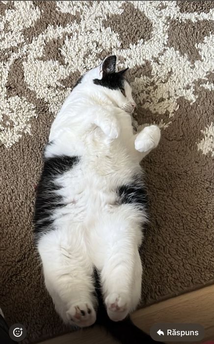 Donez pisica cuminte