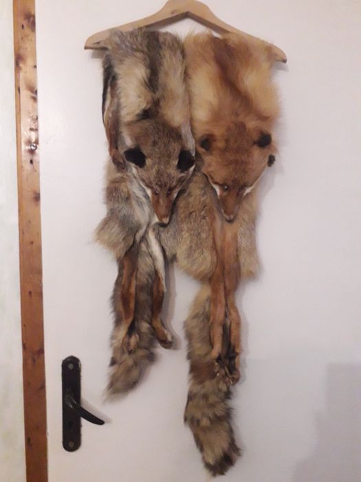 Яка от лисица 2 броя