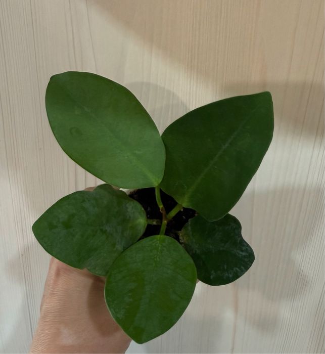 Фикусы укорененные черенки