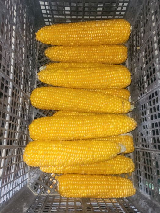 Кукуруз свежий заморозка
