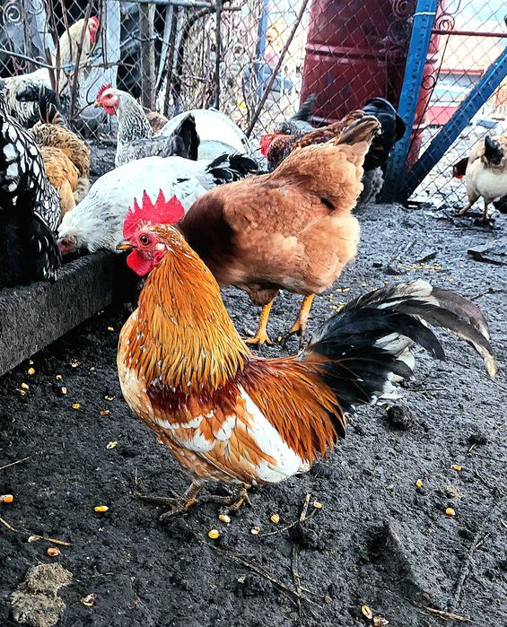 Cososi de richi de vanzare sau schimb pe cerealele