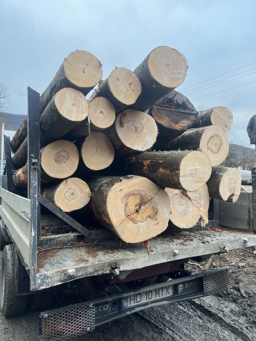 Lemn foc eseata tare