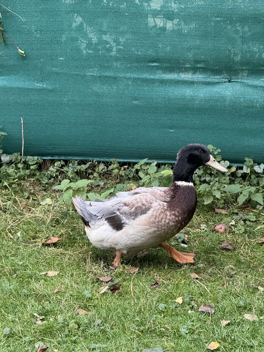 Vand ratoi de anul ăsta