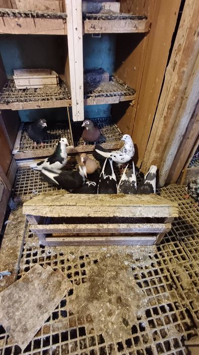 30 броя гълъби.  .