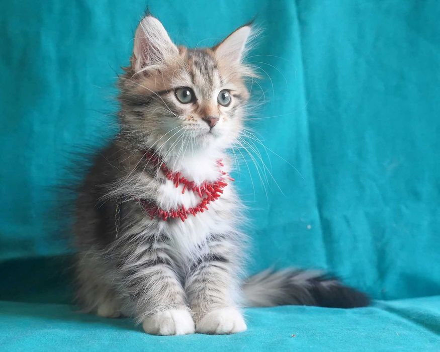 Pui pisica siberiana cu pedigree - Felisa Autorizata