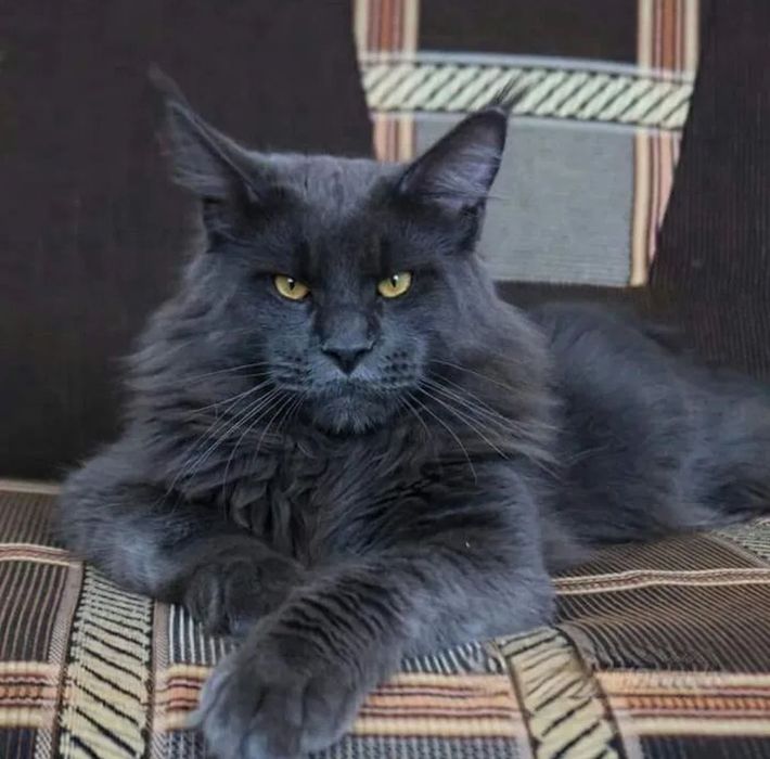 Вязка Шикарный Мейн Кун