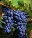 Vita de vie altoita  neagru de vin