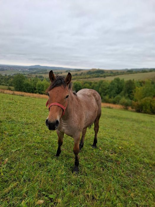 Am Mânză de vanzare