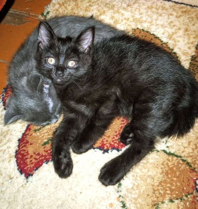 Отдам котенка в хорошие руки!