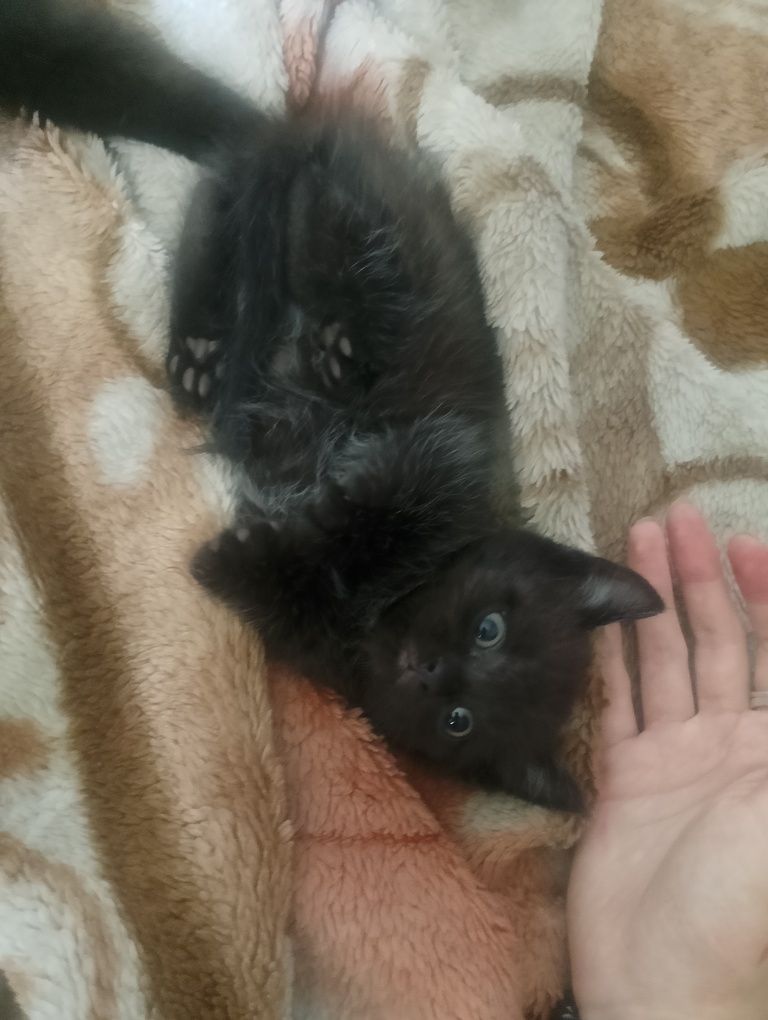 Отдам двух прекрасных котят