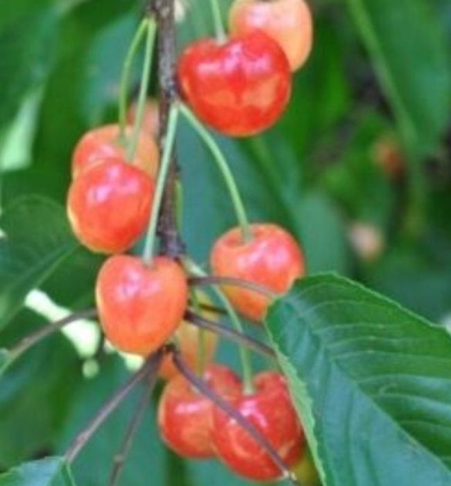 Cires Amar De Marculesti