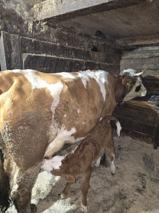 Vacă de vânzare balațată românească