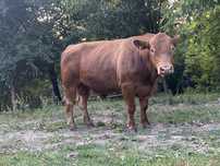 Taur Angus de vanzare