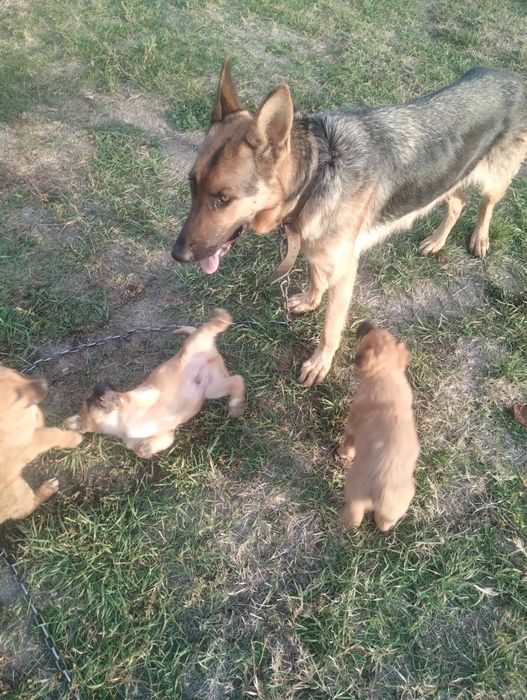 Donez cățea Ciobanesc german