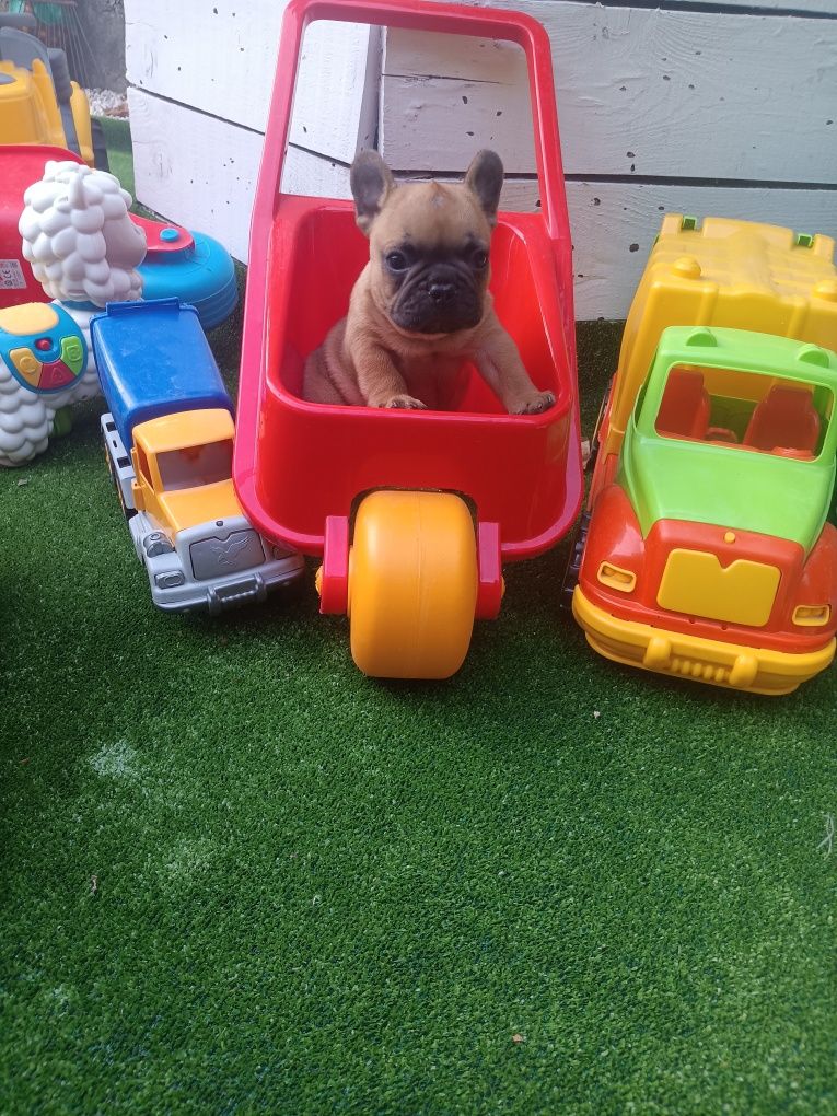Френски булдог french bulldog