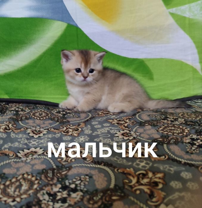 Продаётся шиншилла