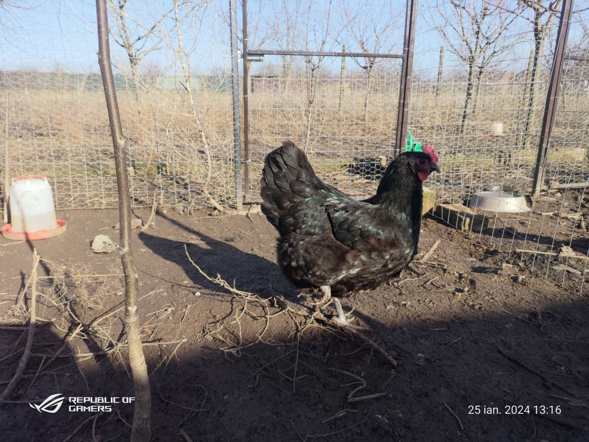 Oua australorp pentru incubat.