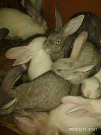 Продам кроликов по 2500 цена договорная адрес село Кайнар