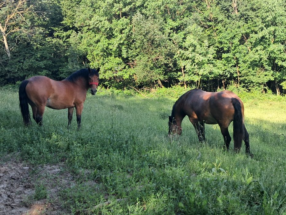 Vand iapa si manza  , nu fac cadou