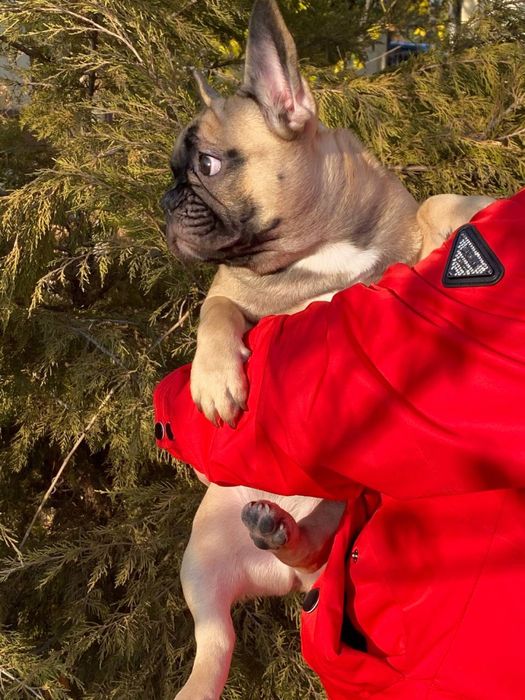 Щенки Французского Бульдога