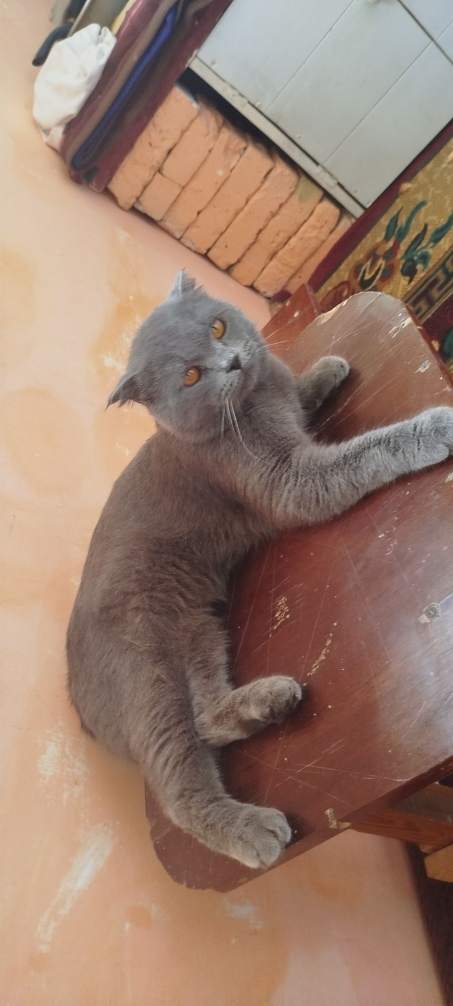 Scottish Fold zotli erkak mushul