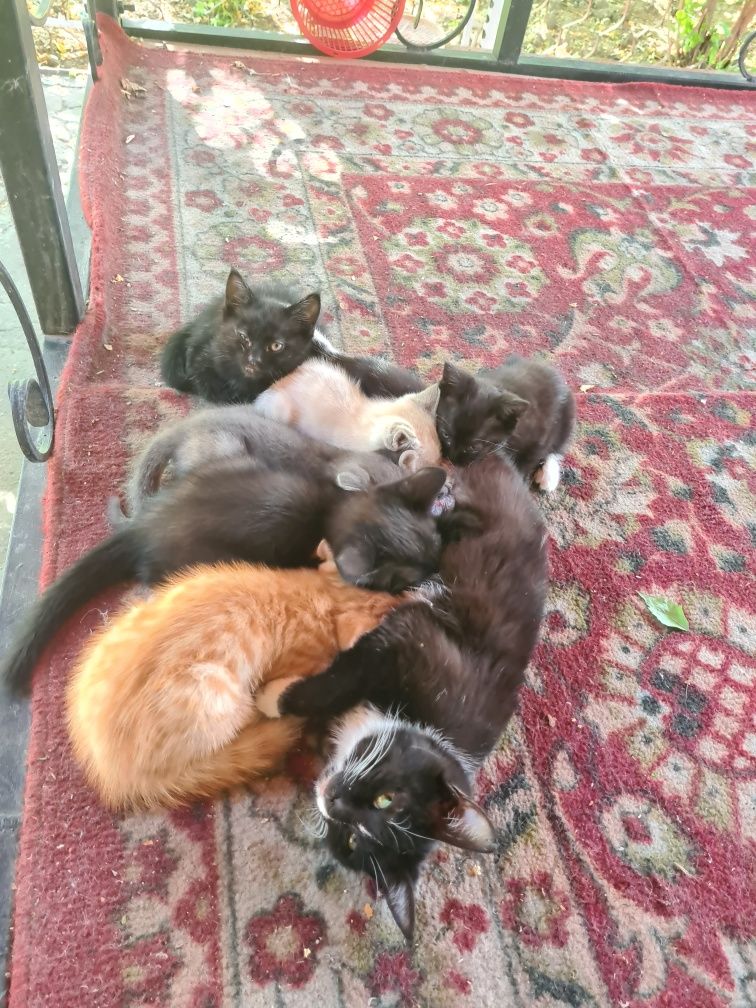 Котята в добрые руки