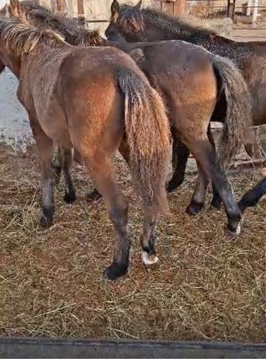 Жабағылар сатылады. Продам жабагы