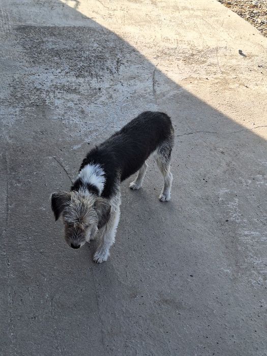 Donez catelusa speriată!