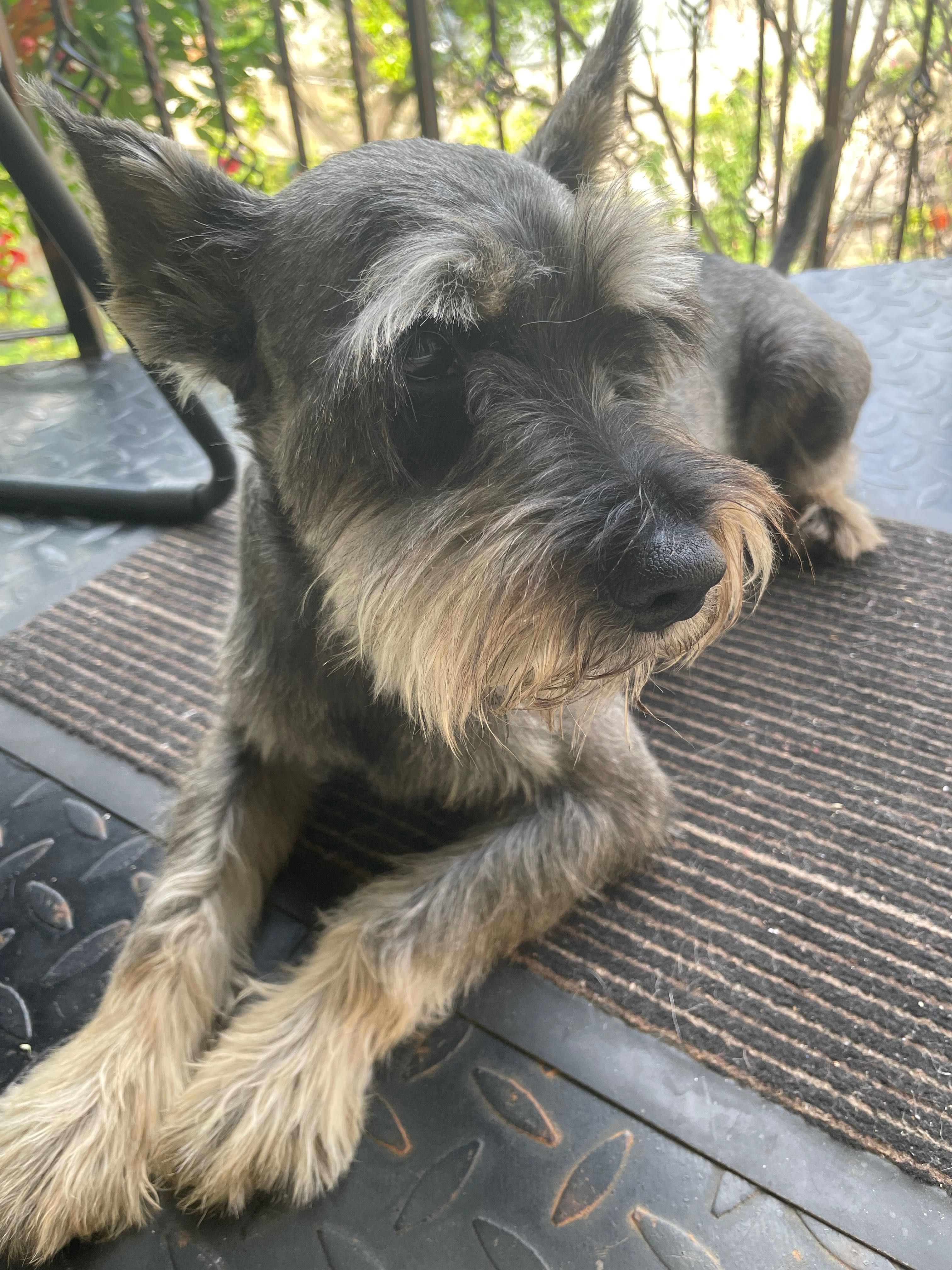 Schnauzer mic sare & piper pt adoptie — ascultator si vesel