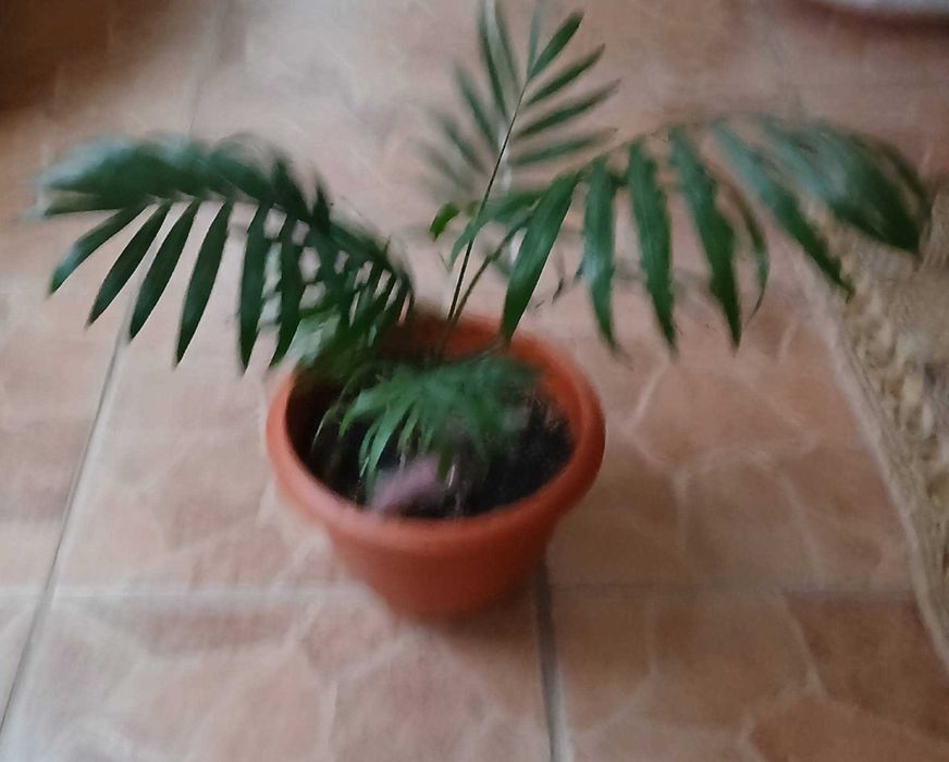 Vând palmieri de apă