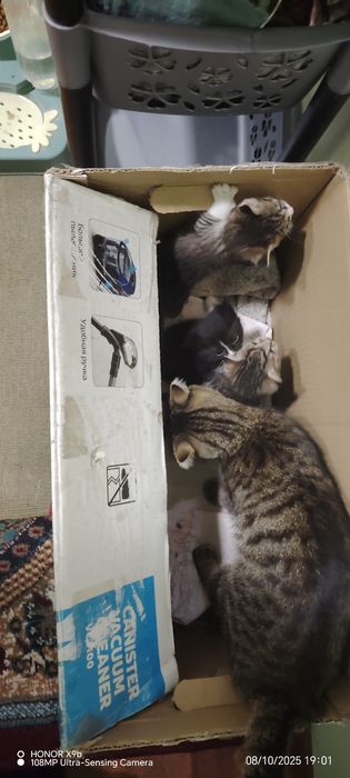 ona bola mushuklar berib yuboriladi