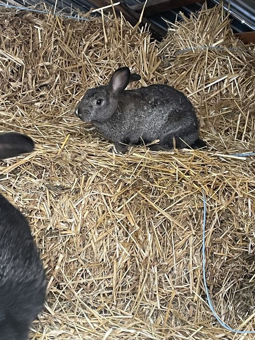 Vand iepuri rasa mare