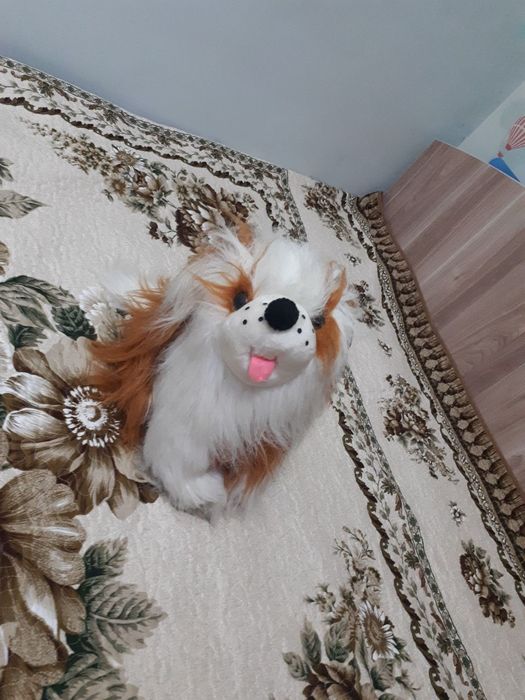 Продам собачку. Click, Uzum, PayMe!