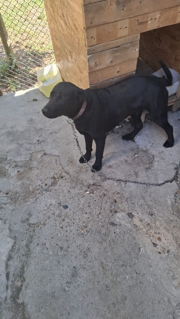 Ofer spre donație pui labrador
