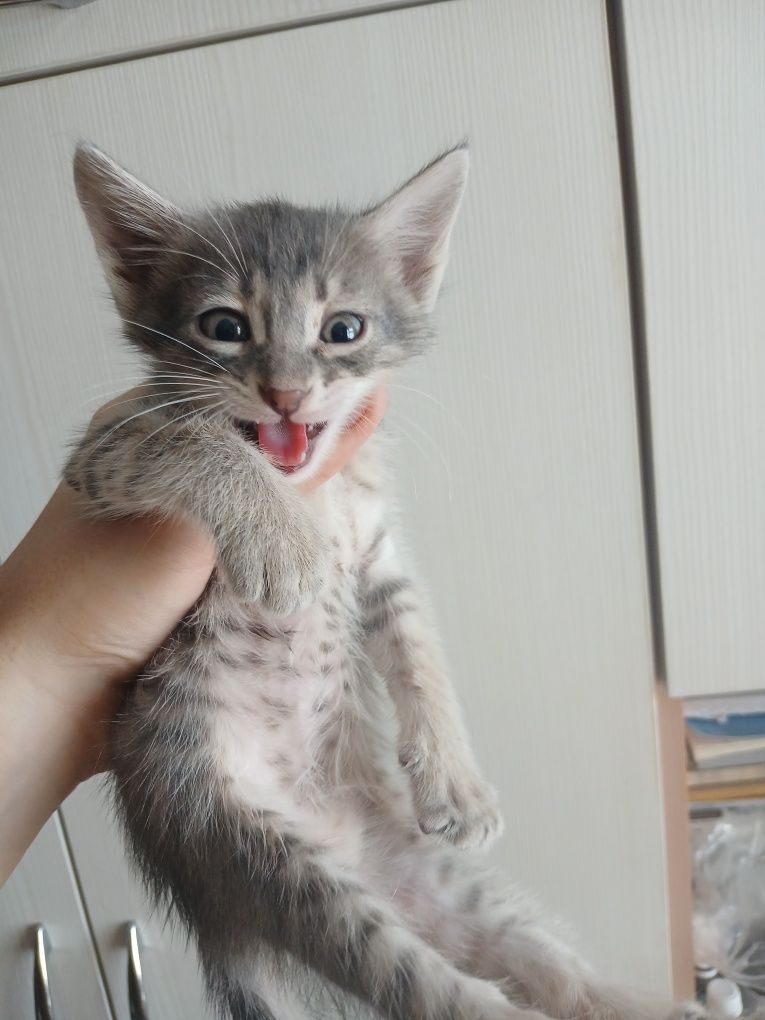 3 умных котёнка по 1,5 месяца