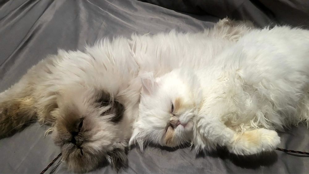 Персийско котенце