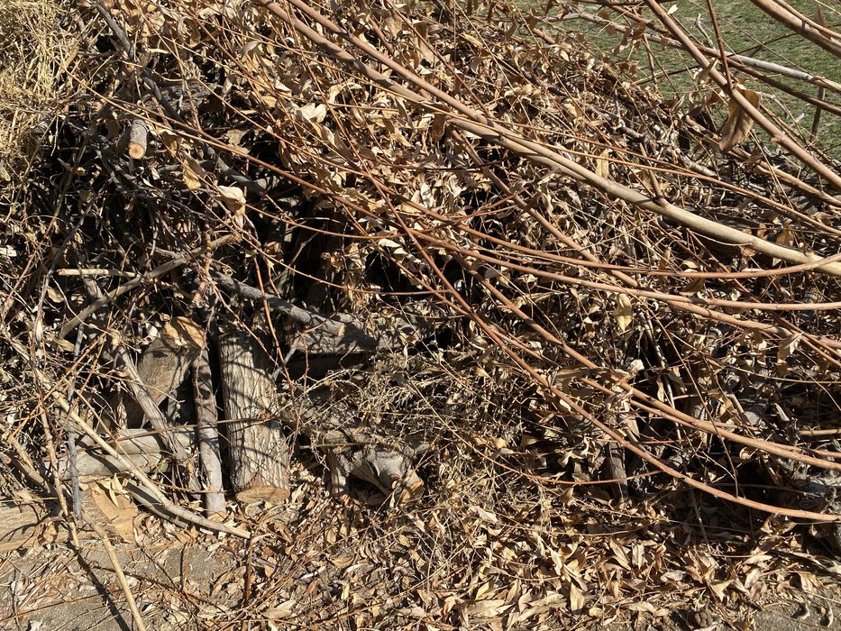 O’tin.tol.mevali daraxt.