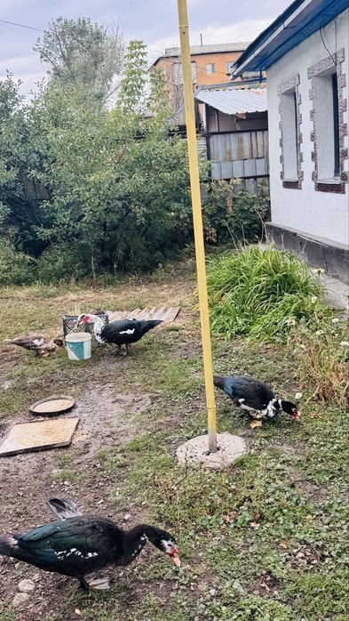 Продам индоуток июньские