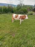 Vaca de vanzare!