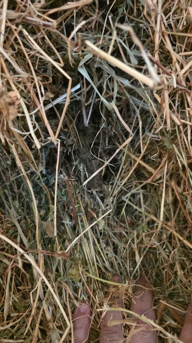 Vand baloti fan lucerna