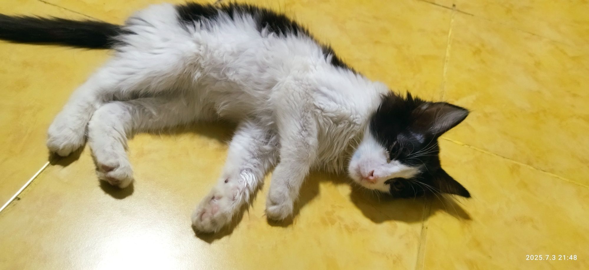 Отдам в добрые руки котёнка
