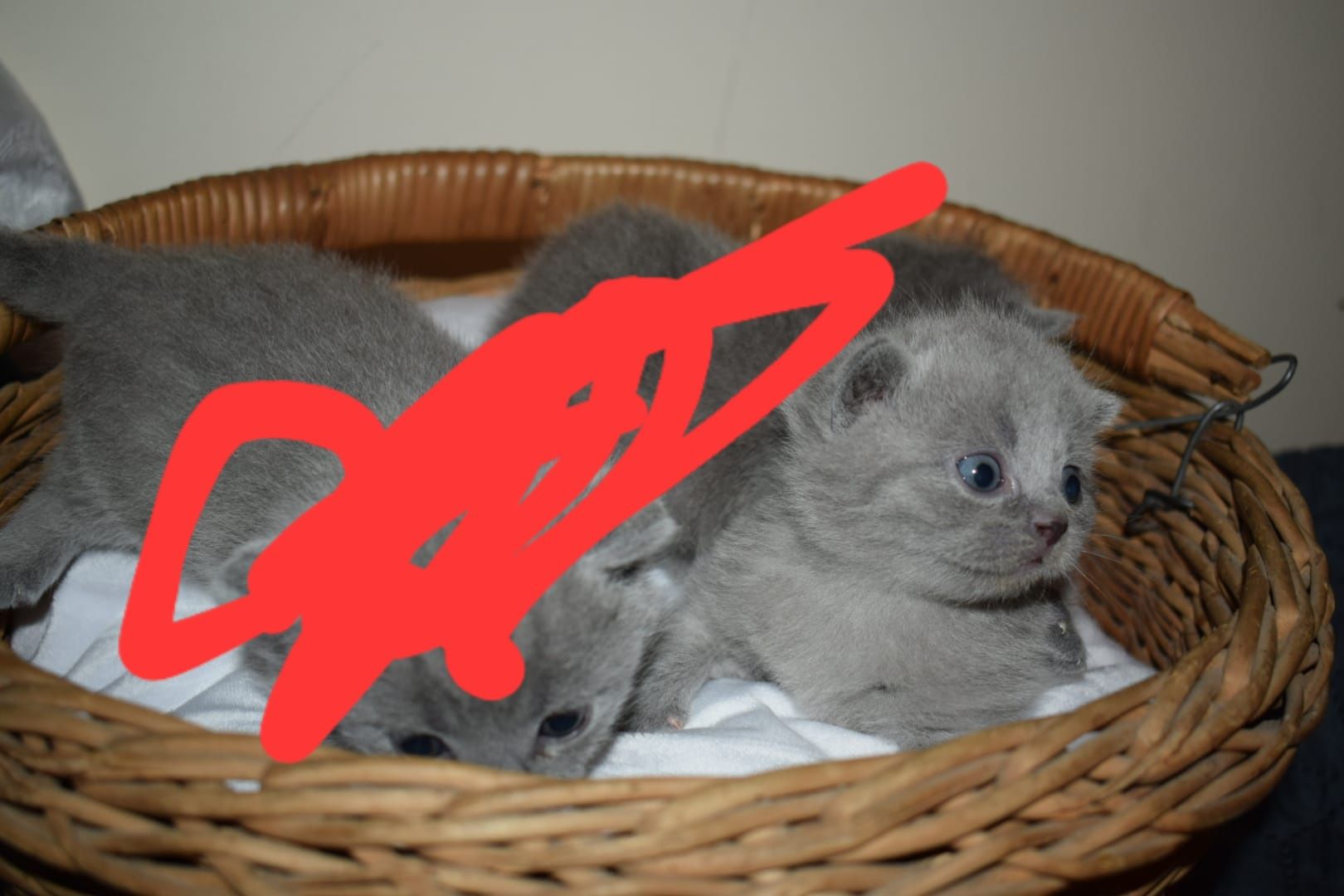 British shorthair blue