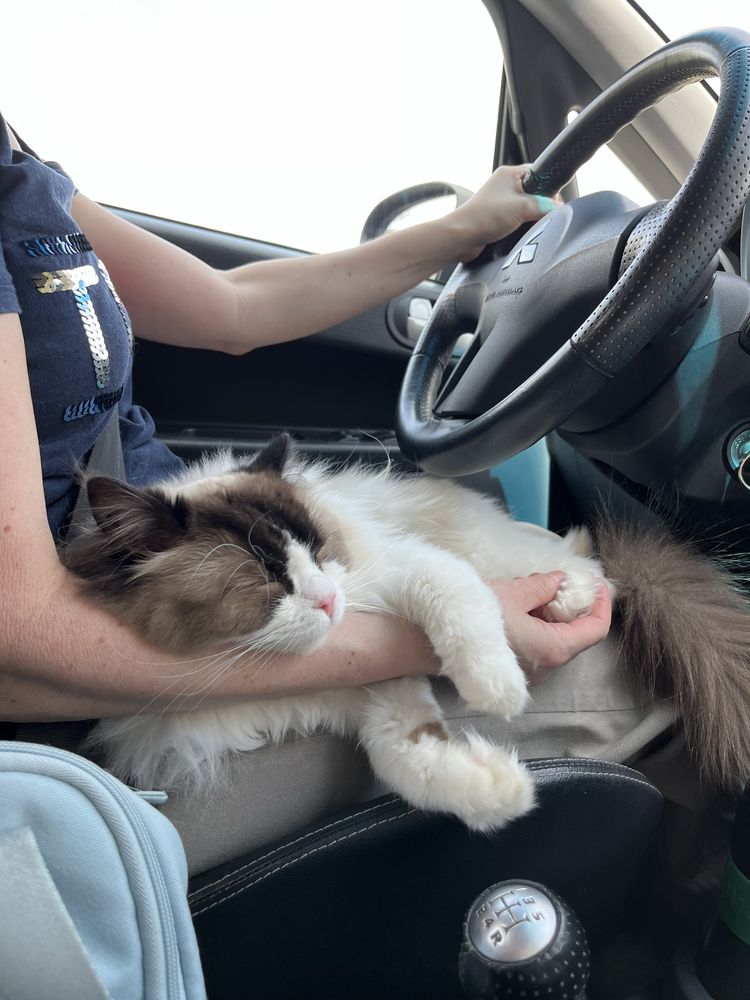 Подарявам коте - порода Ragdoll, момиче, на 4 години