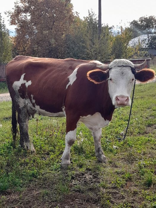 Vând vaca  gestanta