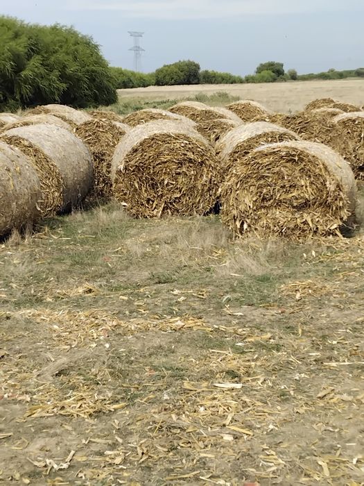 Vând baloti de tulei