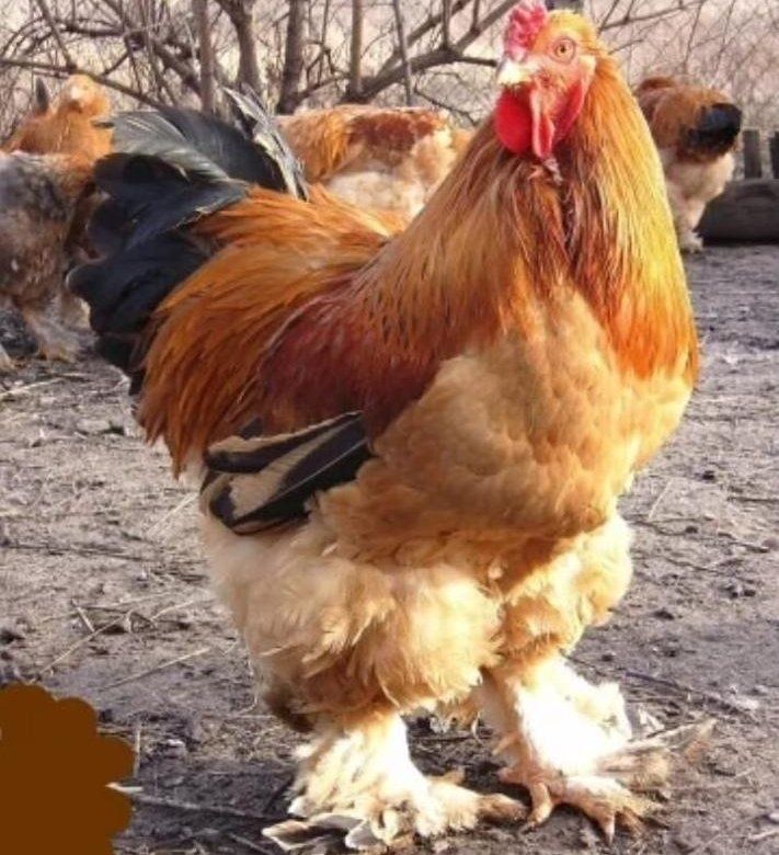 Тухумлар сотилади вьший сорт