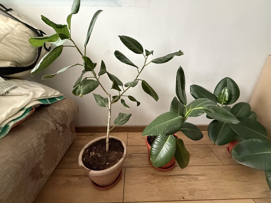 Домашние цветы для офиса напольные