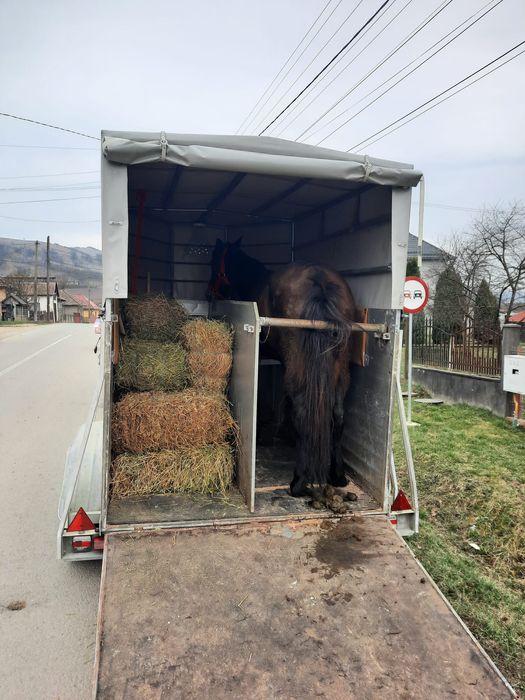 Transport animale