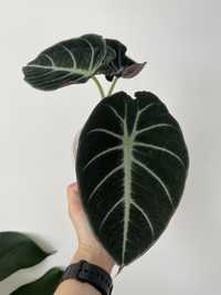Alocasia Reginula Black Velvet planta rara exotica de interior