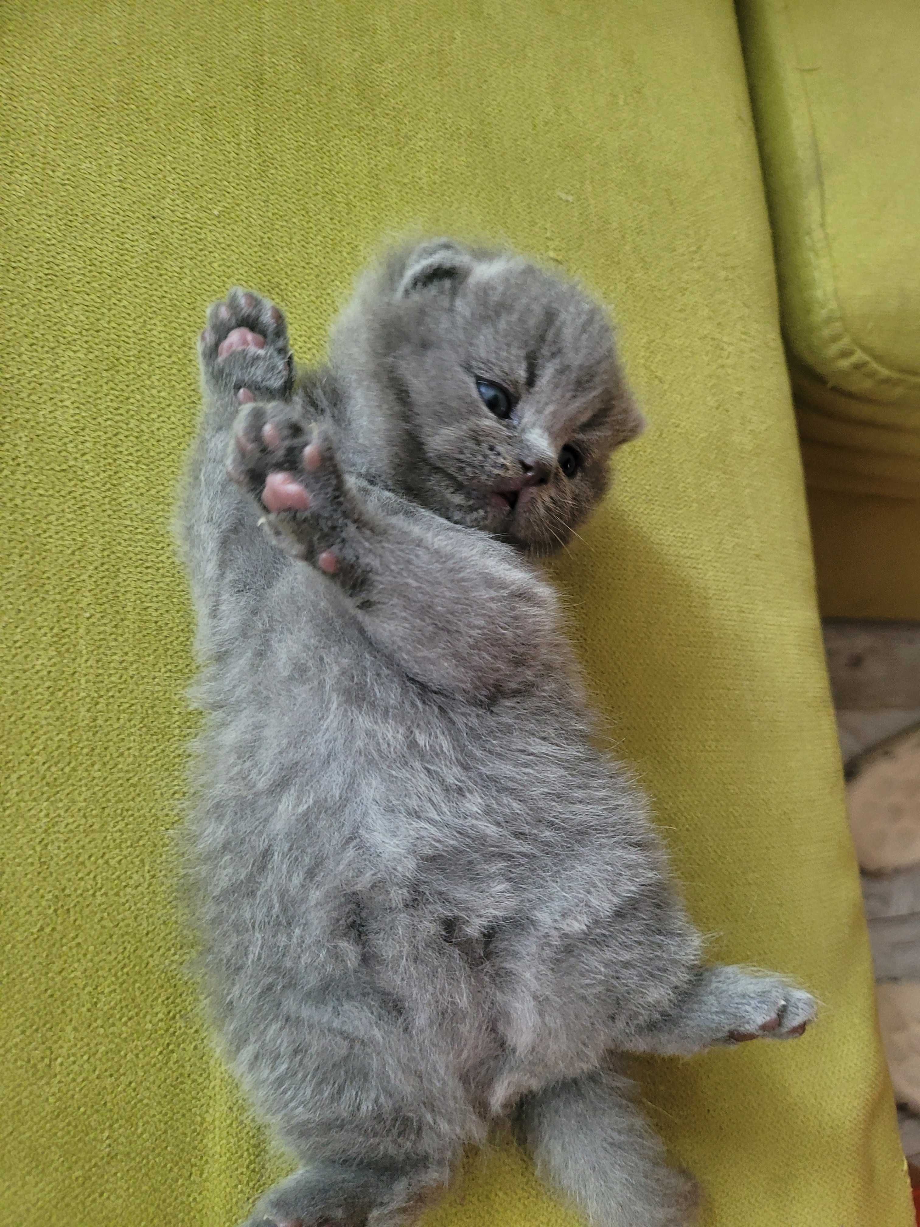 Котета "Британки"